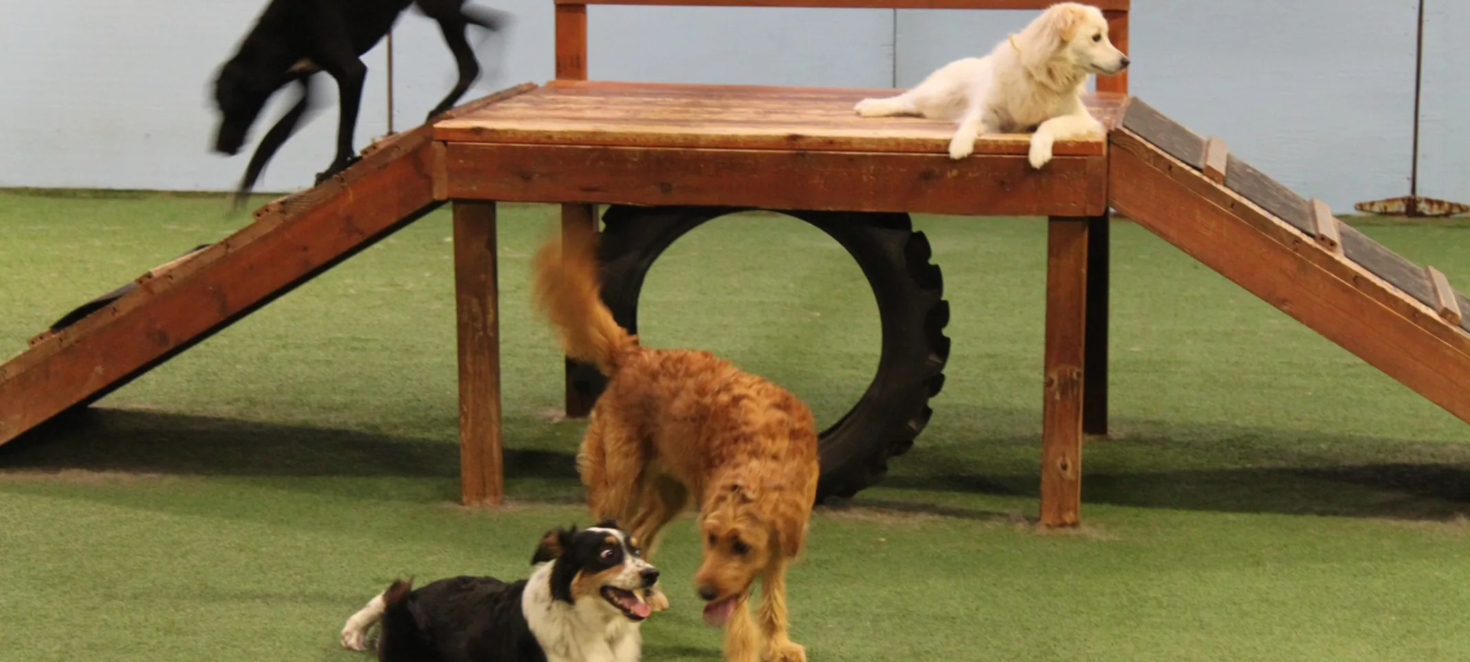 Dogs on Wooden Play Area at The Pet Ranch